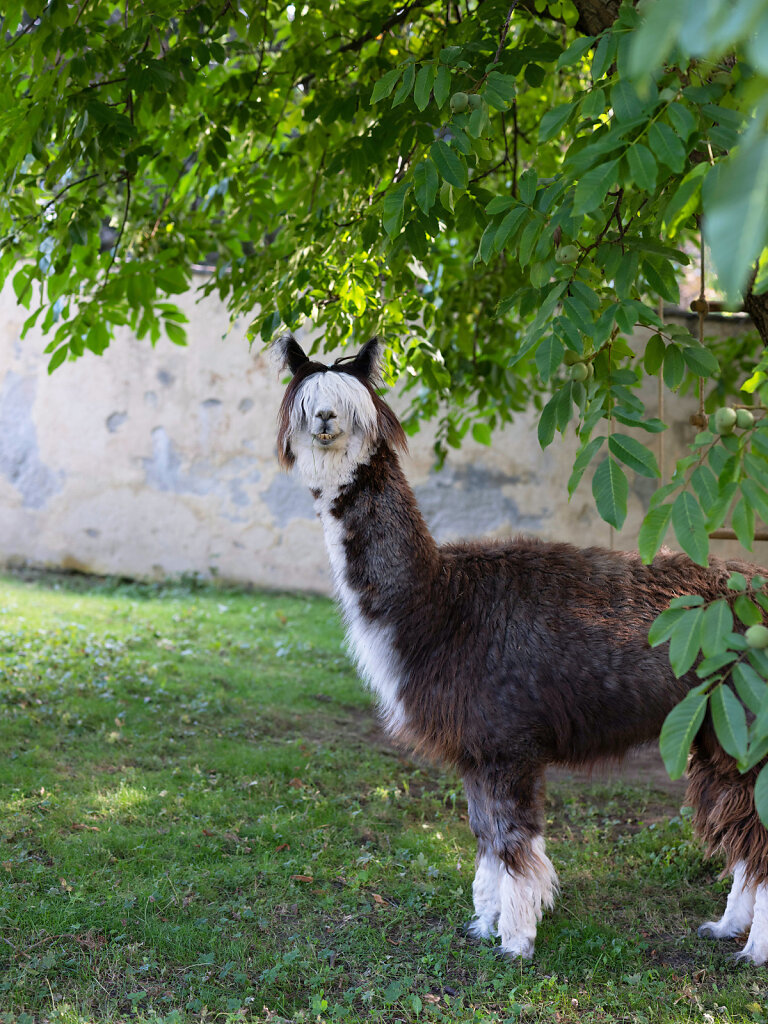 Visiting Alpaca with the name Fortuna, Donat 2022